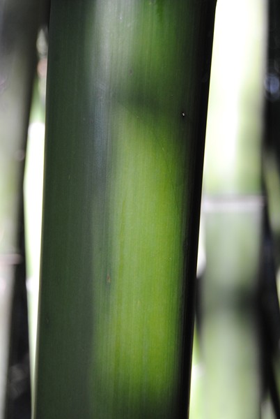 Primo piano di una nostra canna di bambù verde