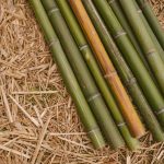 Canne di bamboo lavate colore naturale