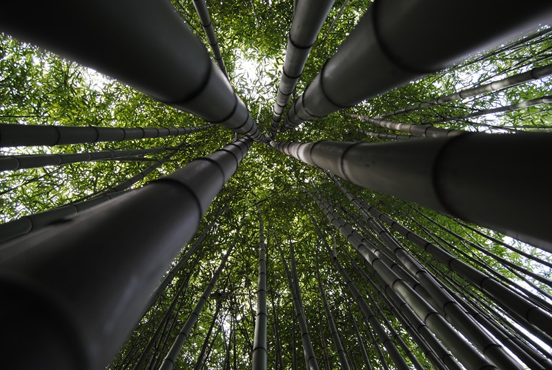 Alcune canne dal nostro bosco di bambù