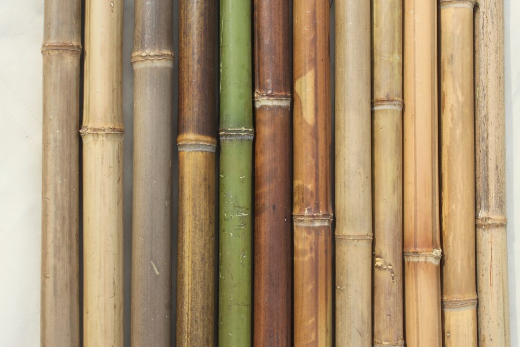 Canne in bamboo trattate