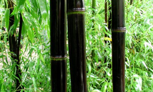 thumb-dark-bamboo